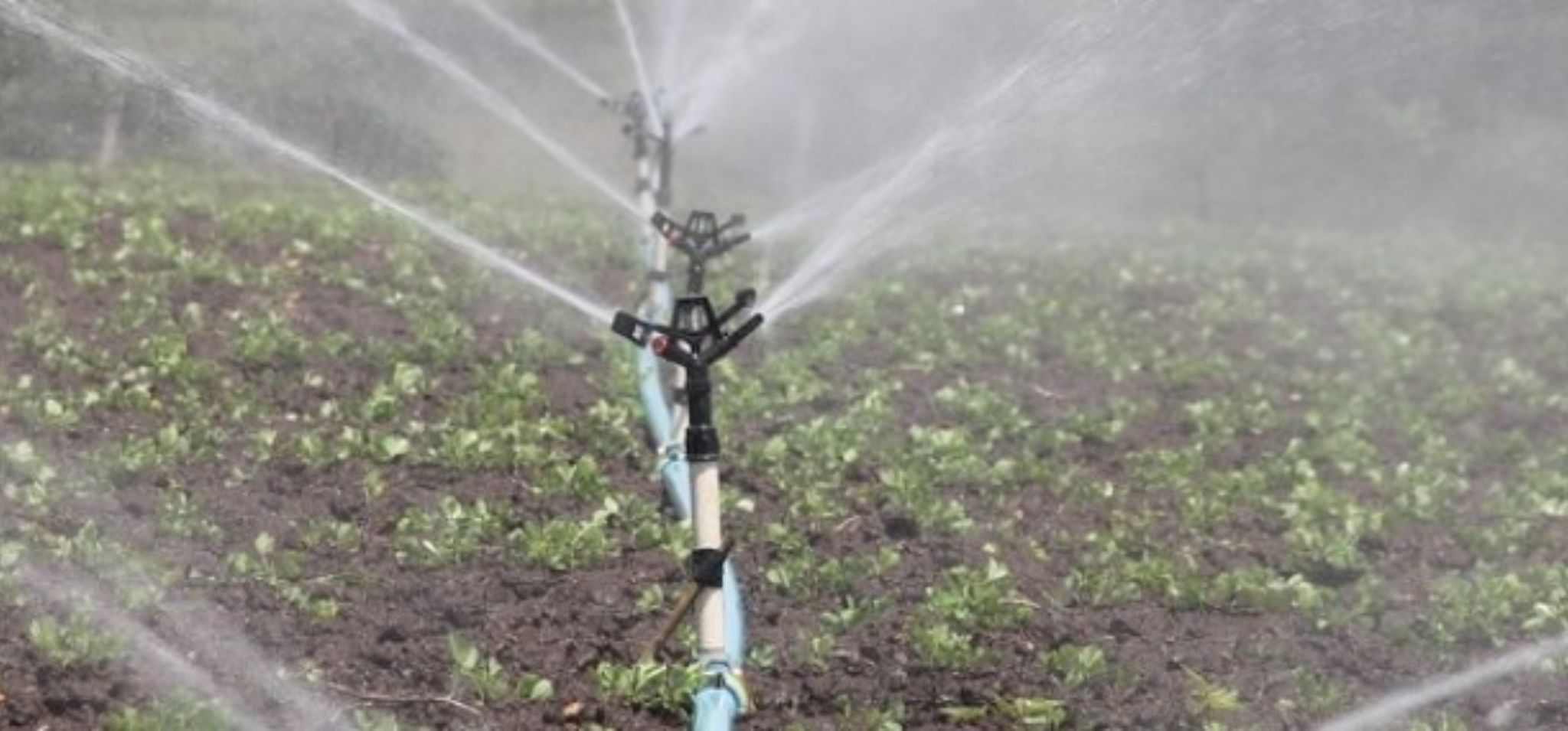 Fotografia colorida de um esguicho executanto a irrigação de uma lavoura. Fim da descrição.